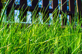 We mowed this overgrown backyard and cut this tall grass during the summer and wanted to give you a speed up view of the work. Can A Lawn Mower Cut Tall Grass Tips Tricks Backyardgadget