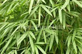 Image result for Bambusa balcooa