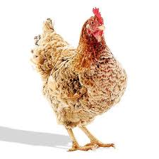 Dixie Rainbow Tractor Supply Co High Producer Of Large Brown Eggs Does Well Confined Or Free R Rainbow Chicken Chicken Breeds Chickens Backyard Breeds