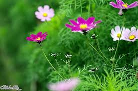 Kết quả hình ảnh cho mùa xuân