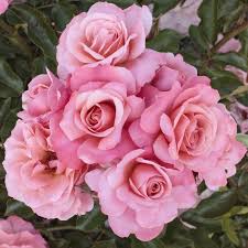 Rosa Botticelli ® Meisylpho, rosai a fiori raggruppati Meilland