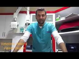 Kedilerde Solunum Yolu Enfeksiyonu Ucankus Ta Hayvan Hastanesi Kedi Prenses Youtube