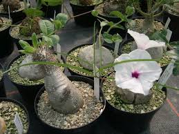 Image result for Ipomoea welwitschii