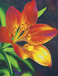 In this quick tutorial youll learn how to draw a lily flower in just a few quick steps but first lilies are large flowers that have been popular in gardens for years. Learn To Paint Tiger Lilies Quarto Knows Blog