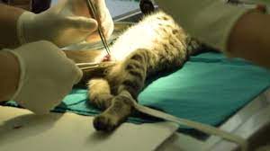 erkek kedilerde kisirlastirma cat hospital resmi web sitesi