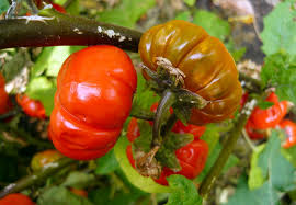 Image result for Solanum sp.no.2