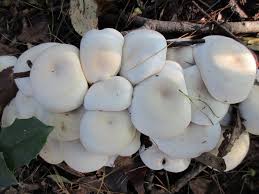 Image result for Clitopilus prunulus