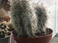 They can grown to be hugely tall. Anyone Else Got An Old Man Cactus