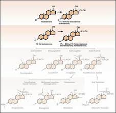 Image result for Pregnane Progestin