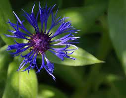 Kornblume Cornflower Centaurea Montana Variegated Plants Planting Flowers Orchid Flower