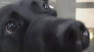 On average, 260 dogs are matched with people who are blind and visually impaired each year. University Of Central Arkansas Organization Trains Future Service Dogs Thv11 Com