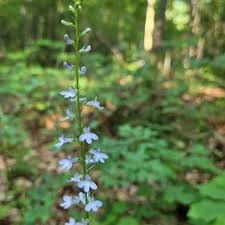Image result for Lobelia minutula