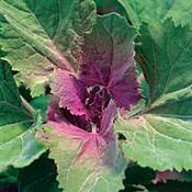 Image result for Chenopodium giganteum