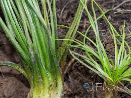 Image result for Isoetes welwitschii