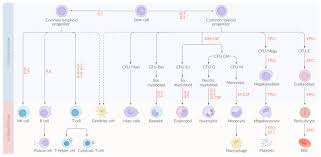 White blood cells protect the body from infection. Basics Of Hematology Amboss