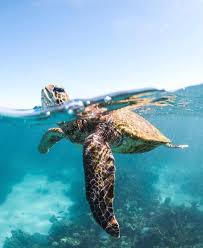 Pin By Caroline Crawley On A N I M A L S Sea Turtle Pictures Underwater Animals Turtle Bay Resort