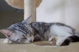 Do Cats Make Noises When They Sleep? 3 Reasons Why 