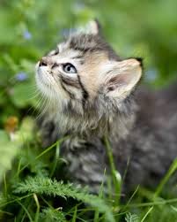 Susan Grant Obituary