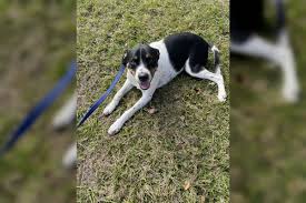 Search our extensive list of dogs, cats and other pets available near you. Report Lost Or Found Pet In Winter Park Winter Park Lost Pets
