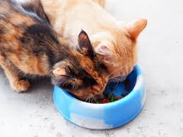 Check spelling or type a new query. Are Animal Rescue Joins Petsmart Petco To Increase Cat Adoptions Lake Elsinore Ca Patch