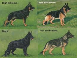 Black And Tan Puppies German Shepherd Furry Friend Fantastical Ness German Shepherd Colors German Shepherd Breeds German Shepherd Dogs
