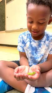 First grade science was buzzing last week as students explored how sound  waves travel through solids, liquids, and gases. They discovered how  frequency changes pitch and makes sounds high or low. To