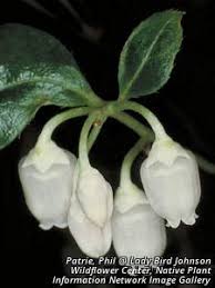 Image result for Galenia procumbens