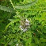 Image result for Aneilema lanceolatum