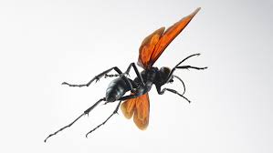 While being stung by one wasp isn't. Absurd Creature Of The Week If This Wasp Stings You Just Lie Down And Start Screaming Wired