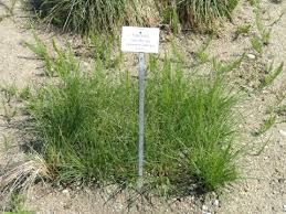 Image result for Eragrostis curvula