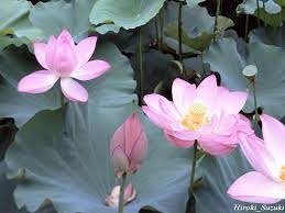 Lotus Wallpaper Google Search Beautiful Flowers Wallpapers Lotus Flower Wallpaper Flower Wallpaper