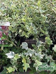 Check spelling or type a new query. 5 Bellissime Piante Perenni Ricadenti Floricoltura Quaiato