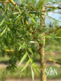 Image result for Salix