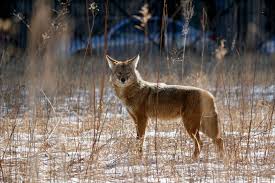 Keeping coyotes out only works if the neighborhood is working together to keep them out. Foxes And Coyotes Are Natural Enemies Or Are They Science Smithsonian Magazine