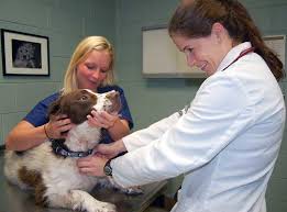 How do you treat histoplasmosis naturally? Helping Dogs And Humans With Cancer National Cancer Institute