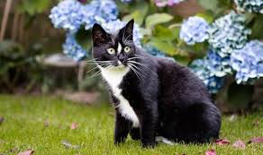 Maybe you would like to learn more about one of these? How To Stop Cats From Pooping In The Garden Express Co Uk