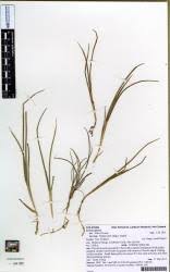 Image result for Juncus lomatophyllus
