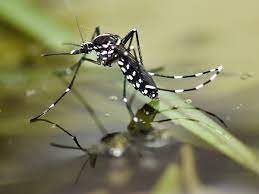 Asian tiger mosquito eggs are barely visible without magnification, only 1/2mm long. Asian Tiger Mosquitoes Facts Info Tiger Mosquito Bites