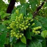 Image result for Nuxia congesta