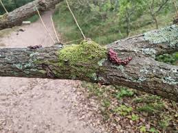 Image result for marten poop