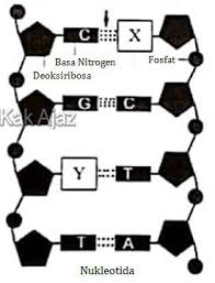 We did not find results for: Susunan Dan Fungsi Rna Dna Dan Kromosom Soal Un Dan Pembahasan