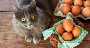 Supplementing fish oil to pregnant or nursing cats may endue healthy development in kittens. 15 Human Foods That Are Safe For Cats