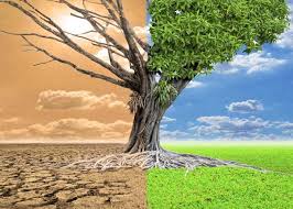 Image result for global warming photos