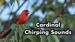 For your search query female cardinal call song sounds mp3 we have found 1000000 songs matching. Cardinal Calling Sounds Chirping In A Tree Bright Red Wild Bird Youtube