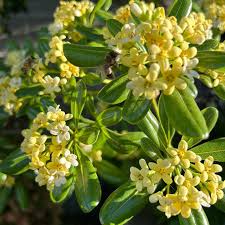 Image result for Pittosporum tobira