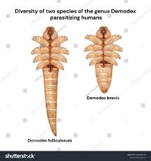 Image result for Demodex brevis