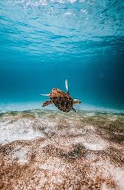 Per sensibilizzare sull' importanza e sulla fragilità dell'ambiente marino è stata istituita una ricorrenza speciale: Nhpz5nnsd Mqlm