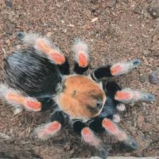 Image result for Brachystegia allenii × boehmii