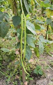 With years of experience i learned what it takes to grow green beans learning how to grow green beans is a great experience for any gardener, whether you are an expert or just getting started on your first vegetable garden. Chinese Long Bean Plant Care Growing And Picking Yard Long Beans