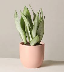 Gardening 101 Sansevieria Gardenista In 2021 Sansevieria Sansevieria Plant Snake Plant Indoor
